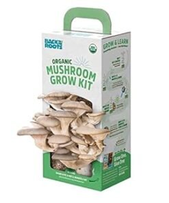 Chocolate Oyster Mushroom Grow Kit